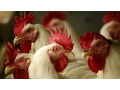 DNA proves fast-food chicken isn t all chicken
