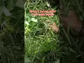 Download Lagu tangkap burung sintar pada waktu malam //berburu pada waktu malam