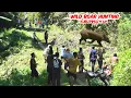 Download Lagu MENGERIKAN ‼️ PERBURUAN KALI INI TAK DISANGKA BANYAK SEKALI BABI HUTAN DITEMUKAN (WILD BOAR HUNTING)