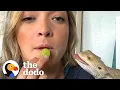5 Signs Bearded Dragons Are Basically Golden Retrievers The Dodo