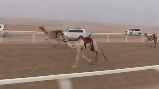 الشوط 6 ابها للسيد محسن سعيد محسن حفيظ المزروعي توقيت 2 13 63 