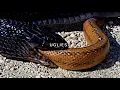 Download Lagu $UICIDEBOY$ - Ugliest (Lyric Video)