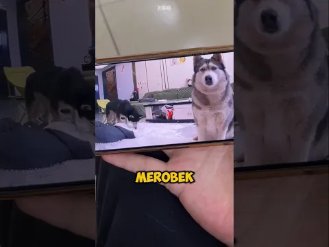 Anjing Nakal Ini Punya Cara Jitu Biar Nggak Dimarahi! 😂🐶