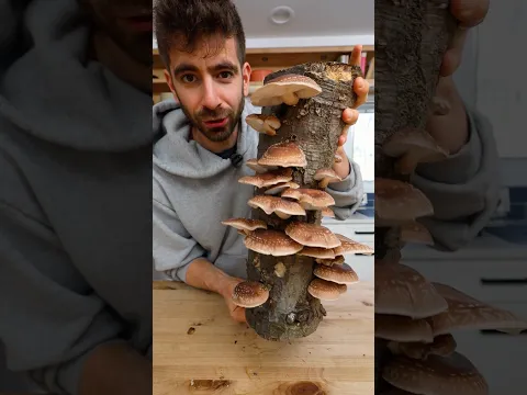 Turning Shiitakes Into Liquid Umami🍄