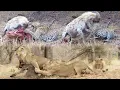 Download Lagu 1 impala feeds 10 LIONS, 1 LEOPARD, 3 HYENAS