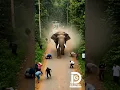 Download Lagu An elephant makes a bold entrance on a busy road, leaving everyone in awe and a bit of chaos! 🐘✨