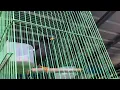 Download Lagu Gembala Kerbau Kicau Di Pagi Hari - Jalak Kebo Gacor Jinak #shorts