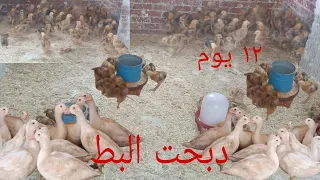 دبحت البط وكانت الصدمه عمر الفراخ الساسو ١٢ يوم روتين عند الفراخ البلدي والبط والفراخ الساسو 