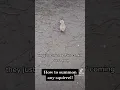 How to summon any squirrel
