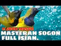Download Lagu masteran sogon full isian ||kenari,gereja,cililin,love bird dan belalang