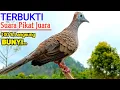 Download Lagu Suara Burung Perkutut Lokal PIKAT AMPUH Juaranya Untuk Pancingan