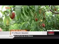 Peach Season in Chilton Co