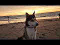 Husky sunset