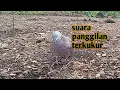 Download Lagu PANGGILAN SUARA TERKUKUR UNTUK MIKAT