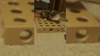 Cat Plays With Toy Inside House - 1848918 - 1