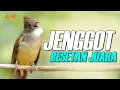 Lagu MASTERAN  CUCAK JENGGOT BESET NGETRIL SUPER GACOR