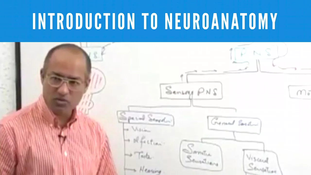 Introduction to Neuroanatomy | Neuroscience | Neurophysiology