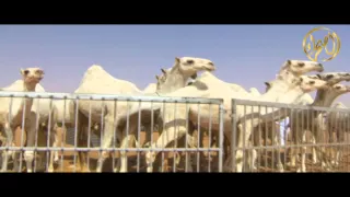 منقية الشيخ  ماجد بن الغنام الهواشله الدوسري دندنها