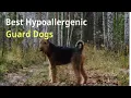 3 Best Hypoallergenic Guard Dogs
