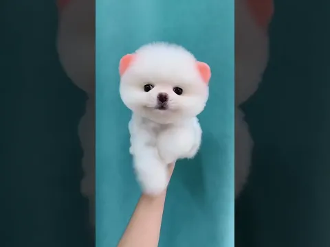 Let’s sync up with the beat! #pets #cute #pomeranian