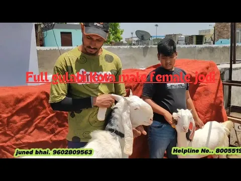 Download MP3 Mashallah gulabi Kotaबकरा और बकरी की जोड़ी Kotagoats forsale#kotabakraAt @KotaBakra.shokeen786#goat