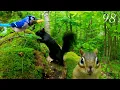 Download Lagu Cat TV: 3 Hours of Chipmunks, Squirrels and Blue Jays in a Beautiful Forest:  4K. Ep. 98