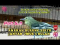 Download Lagu Anakan burung sirtu jantan umur 4 bulan part 5