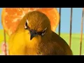 Download Lagu PLECI SUDAH NYISIK/ PLECI TUA  #terbaru  #pleci #short #burung