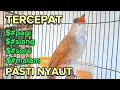 Download Lagu trucukan gacor sangat ampuh memancing emosi trucukan DIAM dan untuk pancingan trucukan agar bunyi