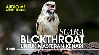 audio 1 suara kicau burung blackthroat untuk masteran kenari dll
