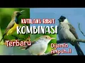 Download Lagu Suara Pikat Kutilang Ribut Kombinasi Sogon Dan Prenjak
