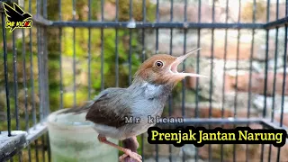 suara prenjak sautan bikin emosi prenjak lain
