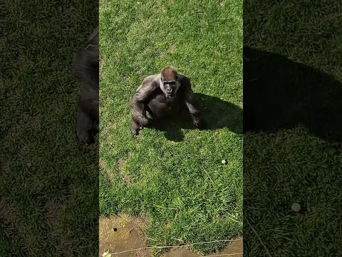 Feeding time: On the Roof of a Gorilla Habitat – Part 3.