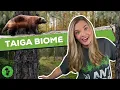 Taiga Biome Boreal Forest Ecosystem