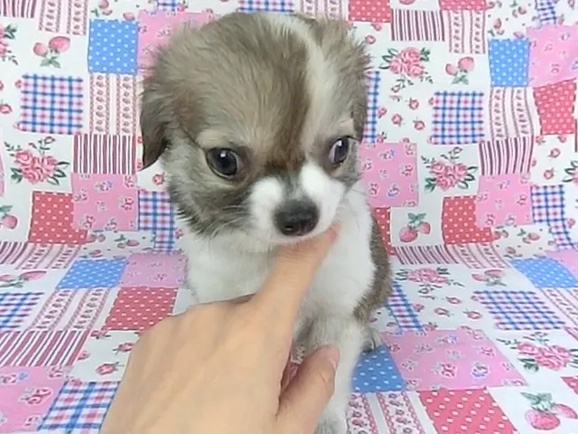 動画