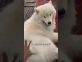Download Lagu Do Samoyeds shed? #dog #fluffy #shorts #fluffydog