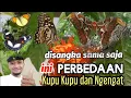Download Lagu Perbedaan Kupu Kupu dan Ngengat #hewan