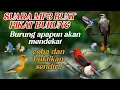 SUARA MP3 BUAT PIKAT SEGALA JENIS BURUNG DI HUTAN | BURUNG APAPUN AKAN MENDEKAT.