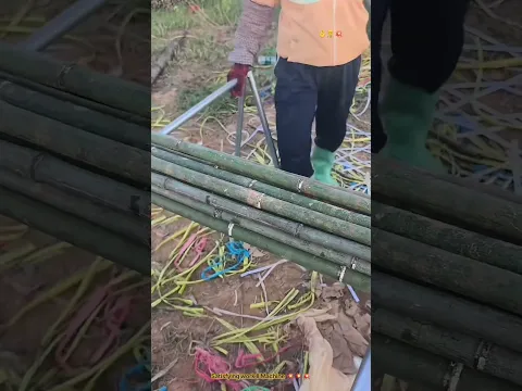 Modern Machine Working : Package Bamboo Piles !