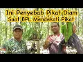 Download Lagu Ini Dia Penyebab Pikat Perkutut Diam Saat BPL Mendekati Pikat