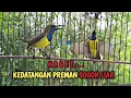 Download Lagu SOGON GACOR NGLEPER TARUNG SAMA SOGON LIAR || PANCINGAN AMPUH PENDONGKRAK EMOSI SOGON BAHAN