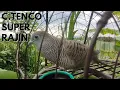 Download Lagu merbuk kampung/perkutut-bb super rajin(baru ajar laman) belajar pujuk burung hutan.