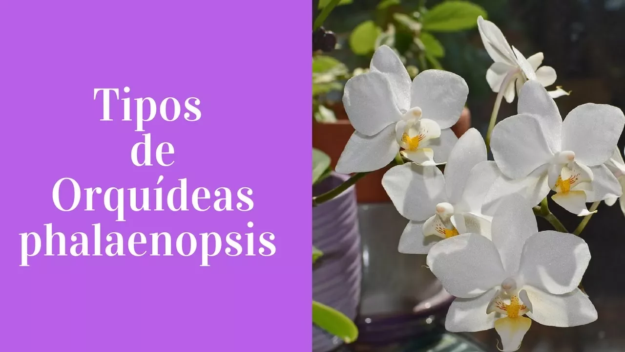 IMAGENS DE TIPOS DE ORQUIDEAS PHALAENOPSIS