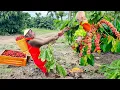 Download Lagu CUTIS \u0026 Baby monkey farmer harvest strange fruit, do special thing for family