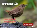 Download Lagu Suara pikat jongkangan ribut|| dijamin mendekat