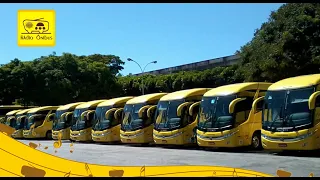 A História dos Amarelinhos da Itapemirim