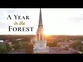 A Year in the Forest