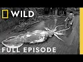 Download Lagu Hunt for the Giant Squid | SPECIAL | Nat Geo Animals