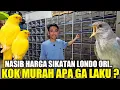 Download Lagu NASIB TRAGIS HARGA SIKATAN LONDO IMPORT ORI/COMMON NIGHTINGALE DIKIOS PASAR BURUNG PRAMUKA