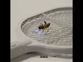 Pest Control - Chip